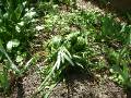 Bulb Leaves Knotted